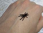 Lampropelma nigerrimum arboricola (ex borneo black) L1