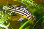 julidochromis ornatus