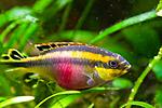 pelvicachromis pulcher female