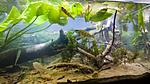 Houralnya lake biotope aquarium