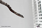   () (Panterophis bairdi), 