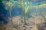 Ukrainian lake underwater
