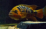 IMG 4618
