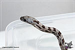   () (Panterophis bairdi), 