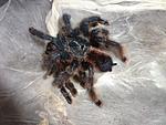  Avicularia braunshauseni (adult) ♀