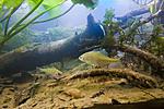 Houralnya lake biotope aquarium