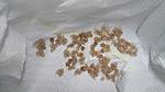   1  2  Lampropelma nigerrimum arboricola (ex borneo black)  