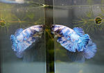 IMG 6359