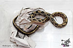    (Orthriophis taeniurus yunnanensis)