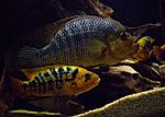 IMG 4617