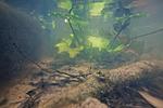 Ukrainian lake underwater, Nuphar lutea
