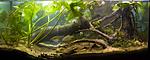 biotope aquarium full view