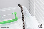   () (Panterophis bairdi), 