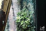   (Theloderma corticale)