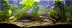 natural aquarium