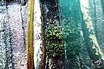   (Theloderma corticale)