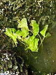 nuphar lutea homecoming