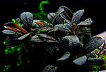 Bucephalandra sp. Brownie Phoenix (2)