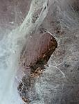 Ceratogyrus darlingi   