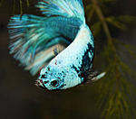 IMG 6391