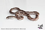 Panterophis o. lindheimeri (normal) X P. bairdi (Texas) X P. o. lindheimeri (orange)