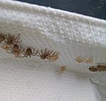  2  Lampropelma nigerrimum arboricola (ex borneo black)