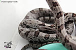   () (Panterophis bairdi), 