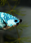 IMG 6387
