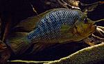 IMG 4625