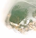 Ceratogyrus darlingi     