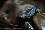    Tylototriton verrucosus