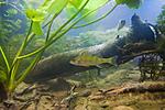 Houralnya lake biotope aquarium