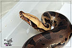 Python curtus curtus