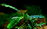 Bucephalandra sp. Godzila Green mini.