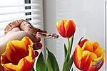 Boa constrictor (Salmon)