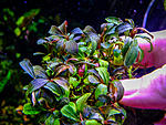 DSCF6463