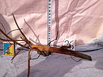 IMG 0908