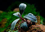 Bucephalandra sp. Lamandau Mini Red.