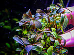 DSCF6464