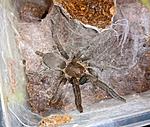 Selenocosmia crassipes (7 L) ♀