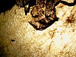 Poecilotheria formosa (6 L)