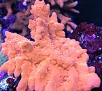 IMG 8932