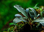 Bucephalandra sp. Black Angel