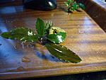 Bucephalandra sp. Intermediate