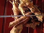 IMG1