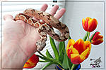 Boa constrictor (Salmon)