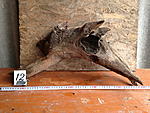 IMG 0830
