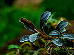 Bucephalandra sp. Mini Pigmaea