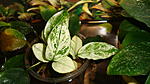 Anubias barteri var. nana `Pinto`