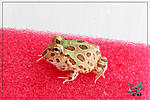    (Ceratophrys cranwelli)